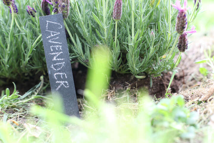 6er Set Schiefer Pflanzschild